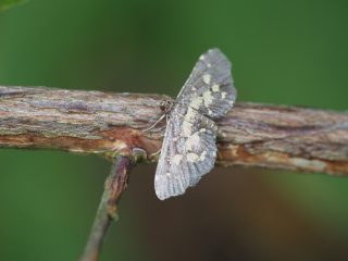 アヤナミノメイガ（1.7cm）