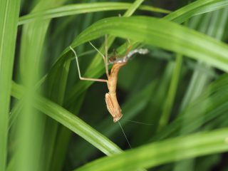 オオカマキリ脱皮（2020年7月12日）