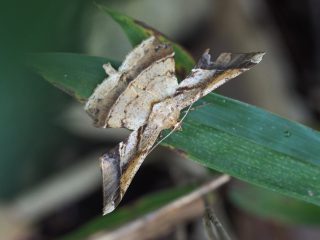 ツマジロエダシャク（2015年9月1日）