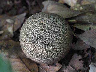 ザラツキニセショウロ？（2019年11月10日）