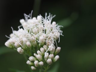 フジバカマ