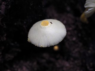 ヒメヒガサヒトヨタケ?（2016年10月4日）