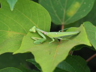 ハラビロカマキリ