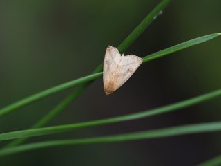 フタテンアツバ（1cm）