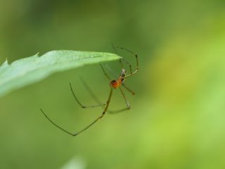 コシロカネグモ♀