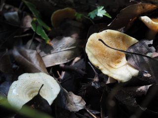 キチチタケ（2016年10月6日）