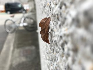 アカエグリバ（3.8cm）