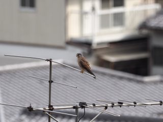 チョウゲンボウ（2016年10月1日）
