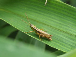 ナキイナゴ♂