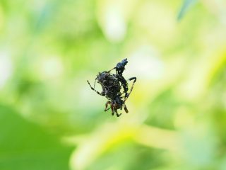 ゴミグモ♀♂（2019年5月17日）