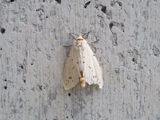 キバネモンヒトリ♂（2019年9月12日）