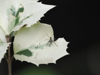 スジアカハシリグモ（府立植物園）（2018年10月2日）