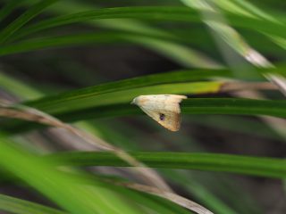 テンクロアツバ（1.3cm）