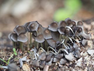 ネナガノヒトヨタケ（2021年5月12日）