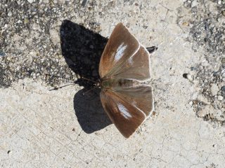 ウラギンシジミ♀