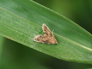 ヒメマダラミズメイガ（1.8cm）