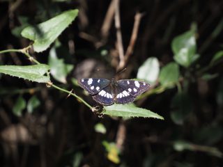タテハチョウの仲間