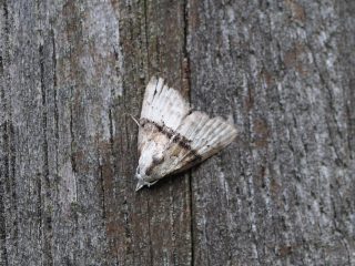 ソトジロコブガ（1cm）