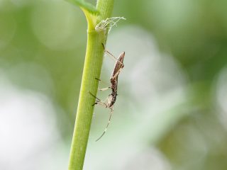 ニセヒメクモヘリカメムシ幼虫（2018年6月18日）