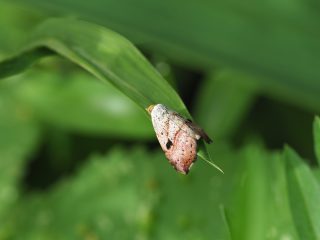 ウスベニコヤガ
