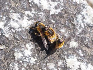 アシブトハナアブ（交尾）