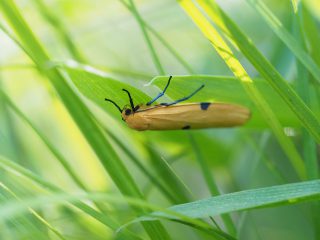 ヨツボシホソバ♀