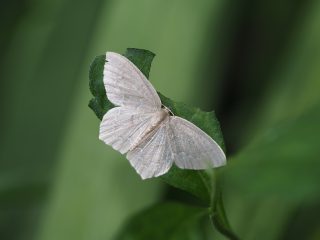 ヒメウスアオシャク（2017年8月27日）