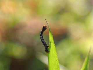 ハスオビエダシャク幼虫黒型（2014年5月7日）