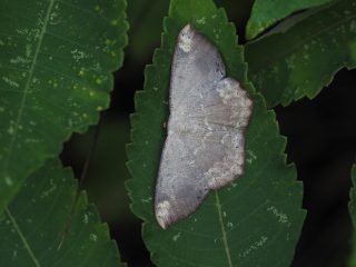 ヤマトエダシャク（4cm）