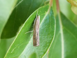 クロマダラツトガ（1.3cm）