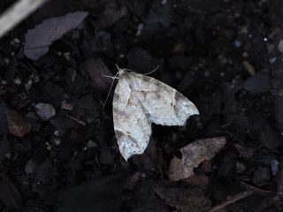 ウスモモイロアツバ（1.8cm）