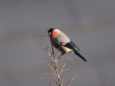 ウソ♂（2015年2月4日）