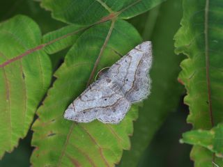 ウスオエダシャク（2.8cm）