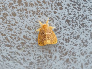 チャドクガ♀（1.3cm）