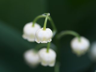 スズラン（2013年5月13日）