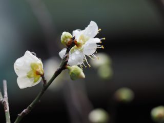 ハクバイ