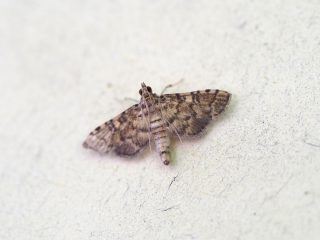 サツマキノメイガ（1.2cm）
