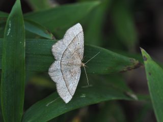 フタスジオエダシャク（3cm）