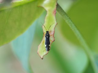 ケブカキベリナガカスミカメ