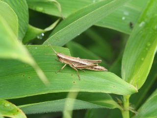 ナキイナゴ♀