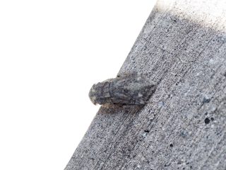 ミミズク幼虫（2020年6月20日）