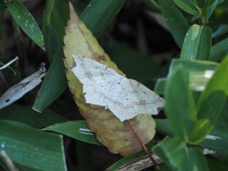 ツマキリウスキエダシャク（3cm）