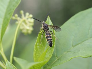 コモンツチバチ♂（2021年7月6日）