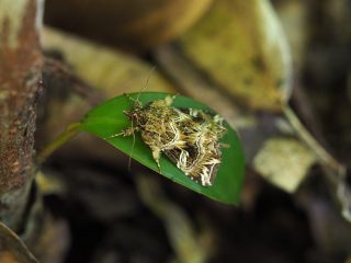 ヒメツマキリヨトウ（2.5cm）