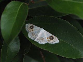 クロスジオオシロヒメシャク（2.8cm）