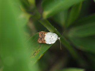ナカジロハマキ（2015年8月12日）