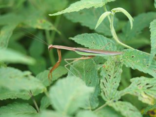 オオカマキリ