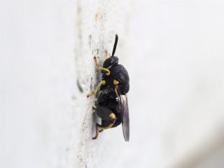 キアシブトコバチ