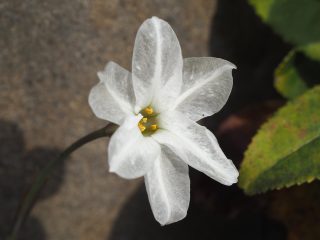 ハナニラ白（2016年4月9日）