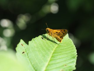 キマダラセセリ